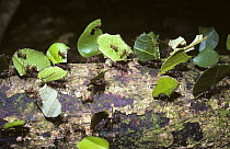 Leaf-cutting ants (Atta sexdens) returning to their nest with cut off portions of leaf for their fungus garden, in Amazonian rainforest, Brazil