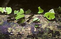 Leaf-cutting ants (Atta sexdens) returning to their nest with cut off portions of leaf for their fungus garden, in Amazonian rainforest, Brazil