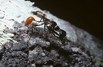 Communal sphecid wasp (Trigonopsis sp) with a stung cricket in it jaws which is about to be placed in the mud nest-cell, in Amazonian rainforest, Brazil