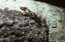 Communal sphecid wasp (Trigonopsis sp) adding a pellet of mud to the outside of its communal nest on a tree in Amazonian rainforest, Brazil