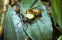 Spider-hunting wasp (Pompilidae) female hauling a paralysed Orb web spider back to her nest, in rainforest, Brazil