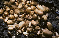 Yellow meadow ant (Lasius flavus), worker ants and pupae in their nest under a stone, UK