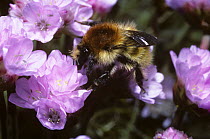 Brown-banded carder bumble bee (Bombus humilis) overwintered queen foraging on thrift, UK