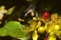 Buff tailed bumblebee (Bombus terrestris) worker, with well filled pollen sacs, foraging on Tall Tutsan flower (Hypericum x inodorum), UK
