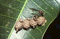 Female potter wasp (Vespidae) adding mud to seal of one of her mud pots on a leaf in rainforest, Mexico
