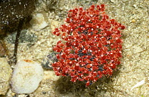 Velvet mite (Trombidium sp.) gathering with Springtails (Anurida sp.) on the surface of a rock-pool, Kenya