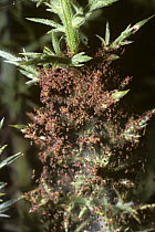 Furze / Gorse mites (Tetranychus lintearius) in their large web on a Gorse bush, UK
