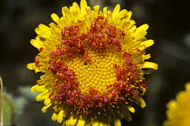 Mites {Acari} group assembling on a flower in the Negev Desert in springtime, Israel