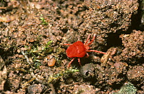 Red earth mite (Trombidium holocericeum) in a garden, UK