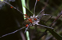 Female Common harvestman (Phalangium opilio) covered in Red phoretic mites, UK