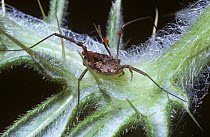 Harvestman (Phalangium opilio) female with phoretic mites UK.