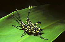 Grasshopper (Rhopsotettix consummatus), warningly coloured pair mating in rainforest, Peru