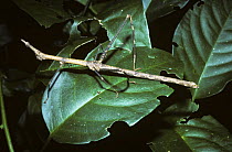Stick grasshopper (Proscopia sp) female, in rainforest, Peru
