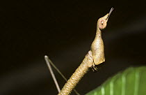 Stick grasshopper (Proscopia sp) head, rainforest, Peru