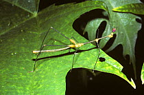 Stick grasshopper (Apioscelis bulbosa) male in rainforest, Peru