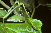 Grasshopper (Agriacris trilineata), close up of spines on back leg which are used in defense, Peru