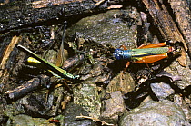 Monkeyhopper (Paramastax nigra) on the left and Short horned grasshopper (Cercoceracris viridicollis) on the right, both feeding on vegetable remains in dung, in rainforest, Peru