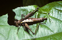 Monkey grasshopper (Pseudeumastacops sp) feeding on a leaf in rainforest, Peru