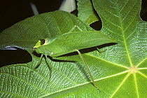 Bush-cricket / katydid (Stilpnochlora incisa: Tettigoniidae) resembling a green leaf, in rainforest, Peru