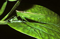 Bush-cricket / katydid (Oxyprora sp) in its normal daytime pose facing towards the stem along the midrib of a leaf, in rainforest, Peru