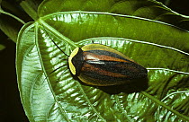Cockroach (Paratropes lycoides), which from a distance resembles a fallen seed pod but close-up has warning coloration somewhat like a distasteful lycid beetle, in rainforest, Peru
