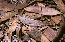 Gum leaf grasshopper (Goniaea australasiae) camouflaged among fallen Eucalyptus leaves, Australia