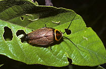 Cockroach (Ellipsidion sp.) in Eucalyptus forest, Queensland, Australia