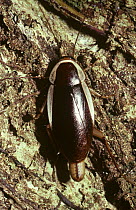 Cockroach (Methana marginalis) female carrying her egg-case (ootheca) in rainforest, Queensland