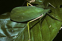 Bush-cricket / katydid (Sasima spinosa) resembling a leaf and showing its brightly coloured back legs in defensive display when disturbed in rainforest, New Guinea