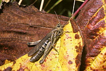 Common field grasshopper (Chorthippus brunneus) female basking on a dead leaf, UK