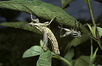 Elegant grasshopper (Zonocerus elegans), newly moulted nymph beside its recently vacated old skin, in savannah, South Africa