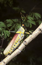 Elegant grasshopper (Zonocerus elegans), a warningly coloured species, fully-winged macropterous form in savannah, South Africa