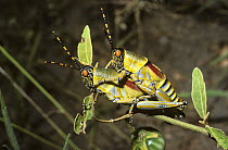 Elegant grasshopper (Zonocerus elegans) a warningly coloured species mating in savannah, South Africa
