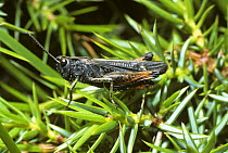 Woodland grasshopper (Omocestus rufipes) France