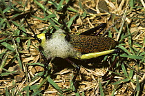 Foaming grasshopper (Phymateus morbillosus), a warningly coloured species producing a smelly, toxic, defensive foam, in savannah, South Africa