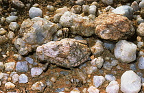 Toad grasshopper (Trachypetrella anderssonii) which resembles the quartzite pebbles amongst which it lives in desert, South Africa