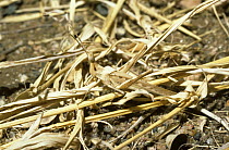 Grasshopper (Truxalis sp) resembling dead grass, in savannah, South Africa