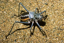 Koringkriek armoured bush-cricket / katydid (Acanthoplus armativentris) with defensive spines in savannah, South Africa