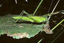 Bush-cricket or katydid male (Phaneroptera falcata) France