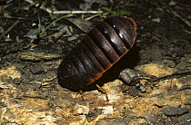 Cockroach (Aptera fusca) hissing and standing on its head in a threat to squirt a defensive liquid, South Africa