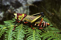 Grasshopper (Dictyophorus spumans f olivaceus), a warningly coloured species, which produces an obnoxious defensive foam when attacked. South Africa