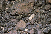 Grasshopper (Sphingonotus rubescens) camouflaged amongst basalt stones in desert, Israel