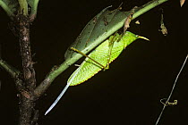 Cone-headed katydid (Copiphora rhinoceros) female showing her very long ovipositor in rainforest, Costa Rica