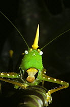 Cone-headed katydid (Copiphora rhinoceros) female in rainforest, Costa Rica