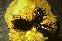 Australian cockroach (Periplaneta australasiae) feeding on a cake at night in a house, Costa Rica
