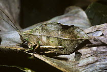 Bush-cricket / katydid (Typophyllum sp) active at night, mimicking a dead leaf, in rainforest, Venezuela