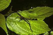 Bush-cricket / katydid (Typophyllum sp) mimicking a leaf, in rainforest, Venezuela