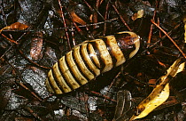 Hissing cockroach (Elliptorhina javanica) at night in tropical dry forest, Madagascar