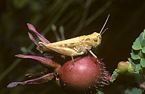 Mottled grasshopper (Myrmeleotettix maculatus) female on a Burnet rose fruit, UK