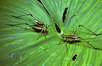 Diurnal cricket (Nisitrus sp) male on the left 'singing', with raised wings as he courts the female on the right, in rainforest, Sumatra